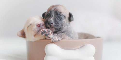 Puppy & Kitten Vet in Hampton, GA